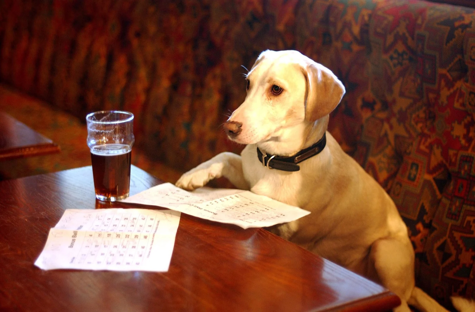 A dog-friendly corner inside The Charles Bradlaugh